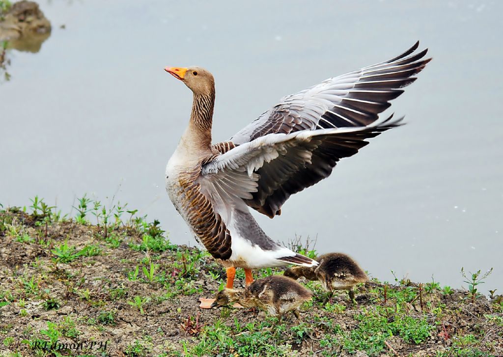 Oca selvatica con yuv